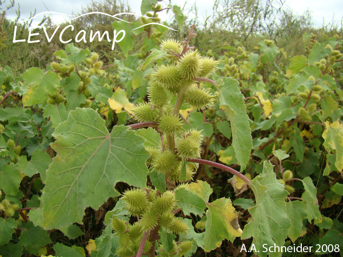 Xanthium strumarium