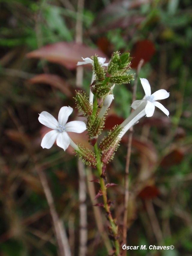 Plumbago auriculata