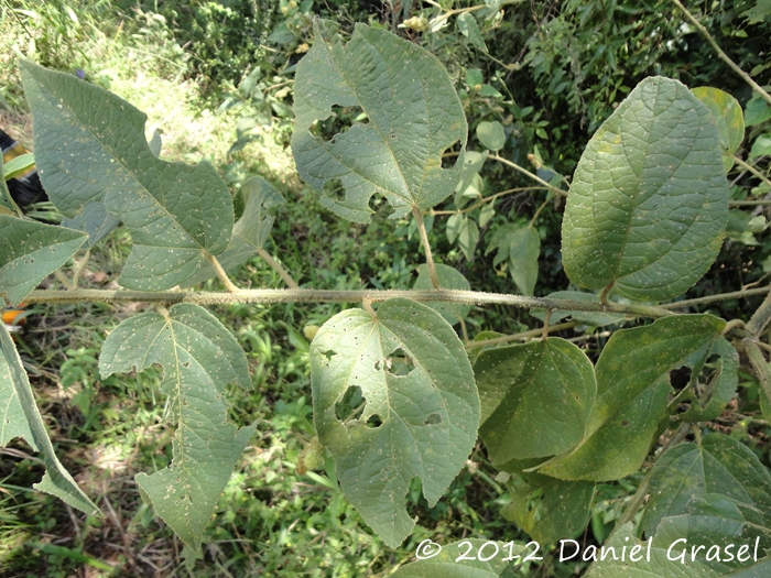 Croton allemii