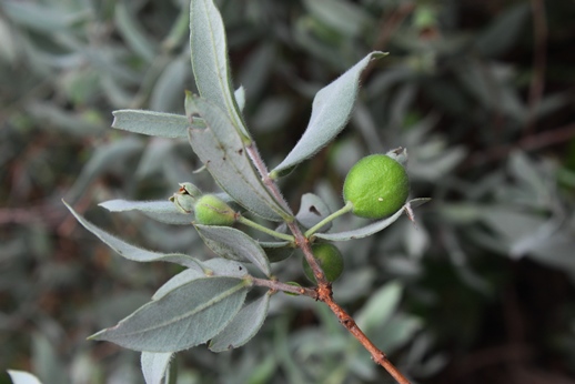 Psidium incanum