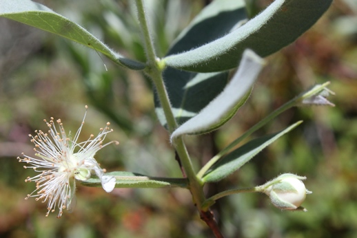 Psidium incanum