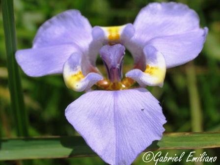 Phalocallis coelestis 