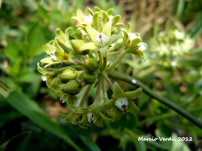 Oxypetalum pachyglossum