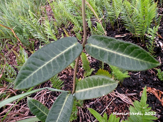 Oxypetalum pachyglossum