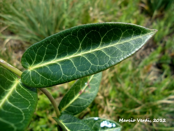 Oxypetalum pachyglossum