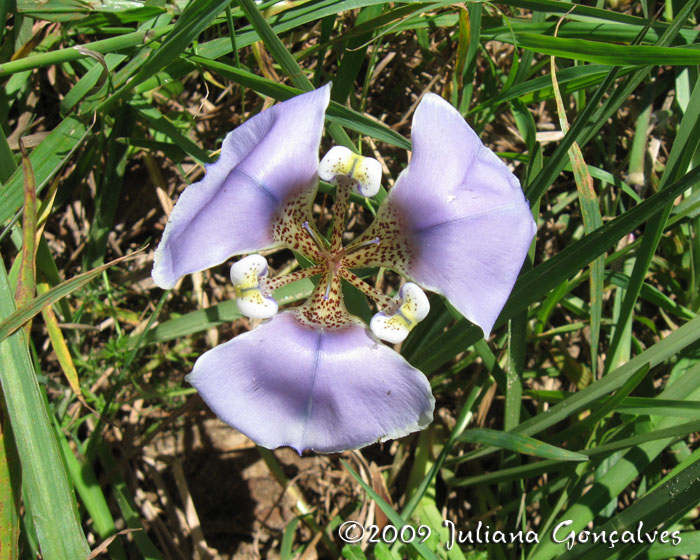 Onira unguiculata