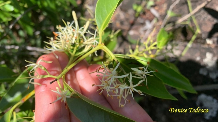 Tripodanthus acutifolius