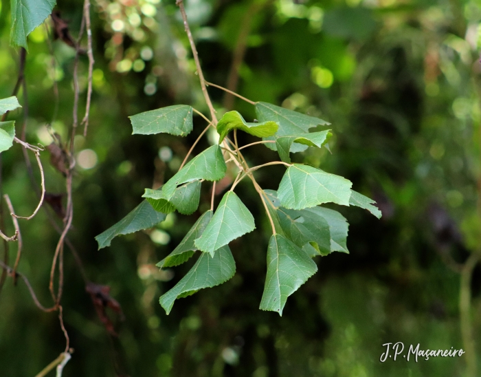 Alchornea glandulosa