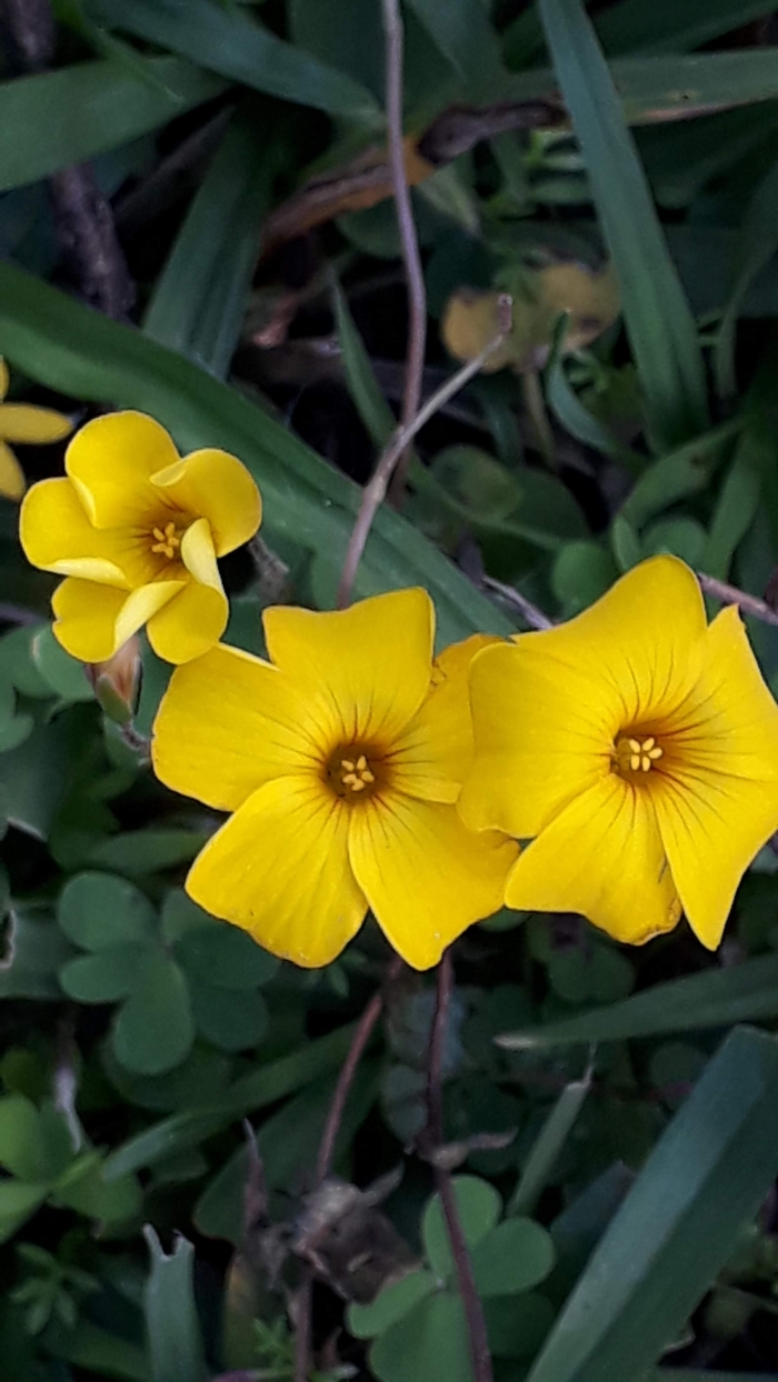 Oxalis eriocarpa