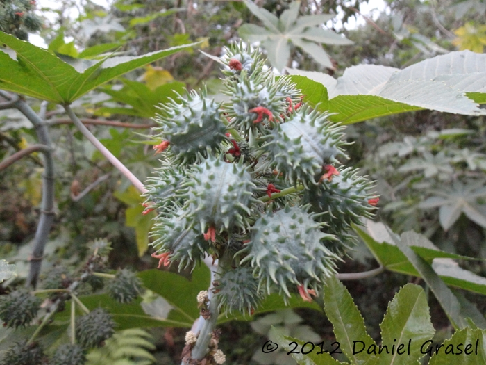 Ricinus communis