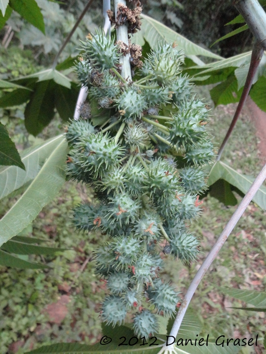 Ricinus communis