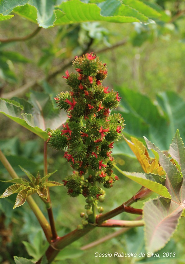 Ricinus communis