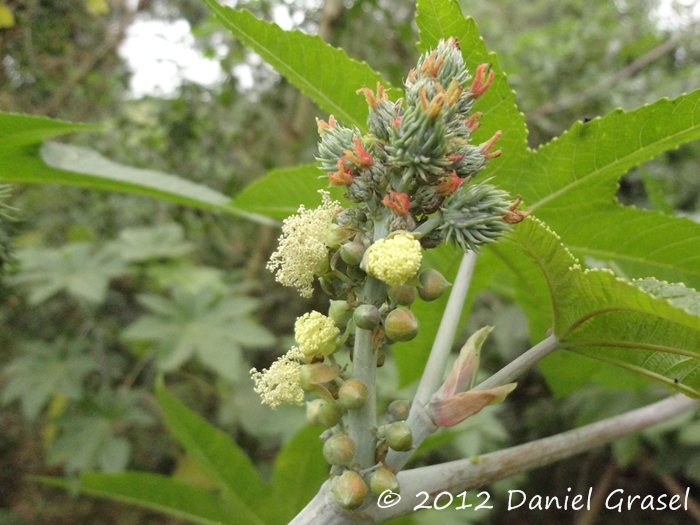 Ricinus communis