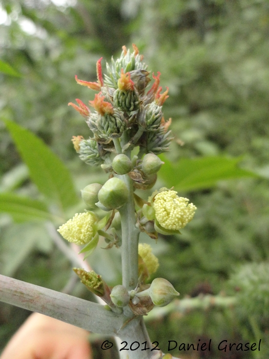 Ricinus communis