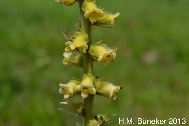 Sinningia lutea