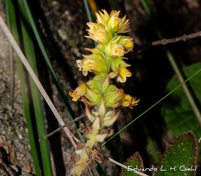 Sinningia lutea