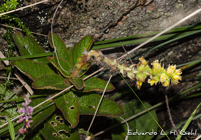 Sinningia lutea