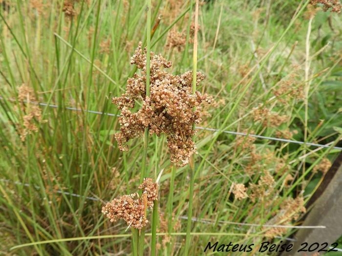 Juncus effusus