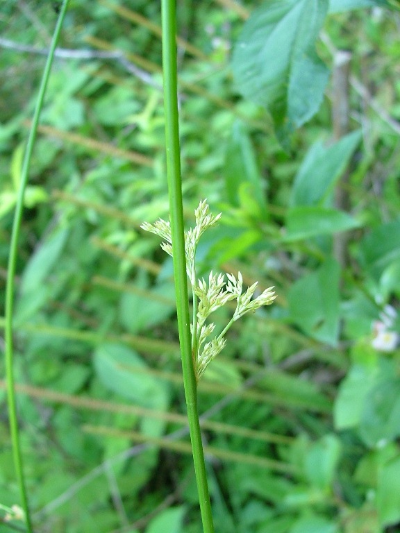 Juncus effusus