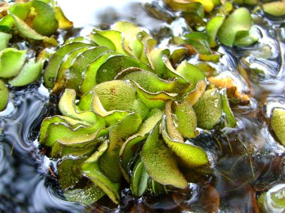 Salvinia molesta