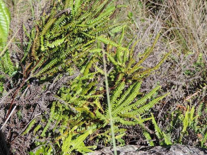 Sticherus lanuginosus
