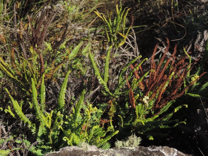 Sticherus lanuginosus