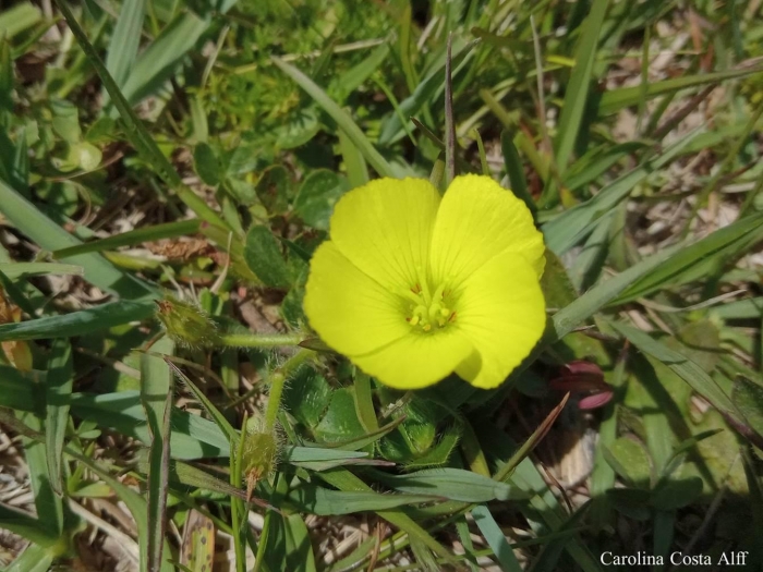 Oxalis eriocarpa