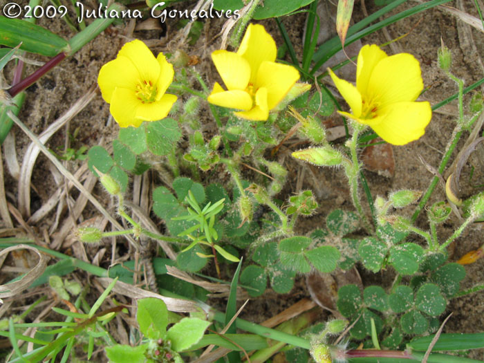 Oxalis eriocarpa