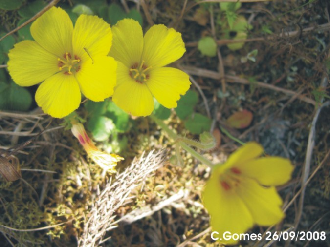 Oxalis eriocarpa