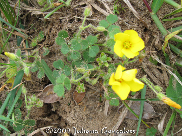 Oxalis eriocarpa