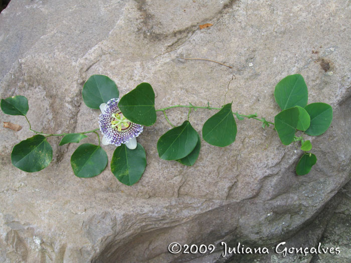 Passiflora actinia