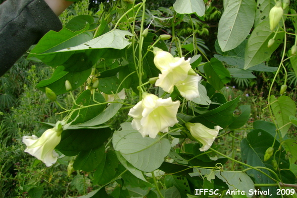 Ipomoea syringifolia