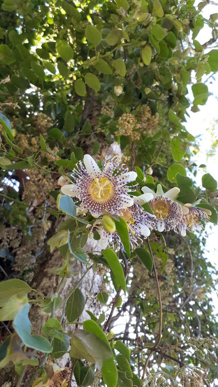 Passiflora actinia