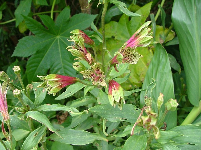 Alstroemeria psittacina