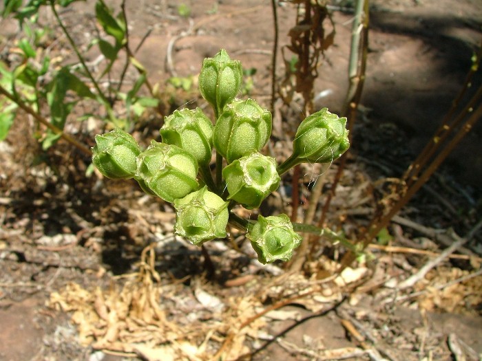 Alstroemeria psittacina