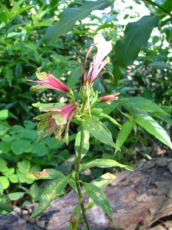 Alstroemeria psittacina