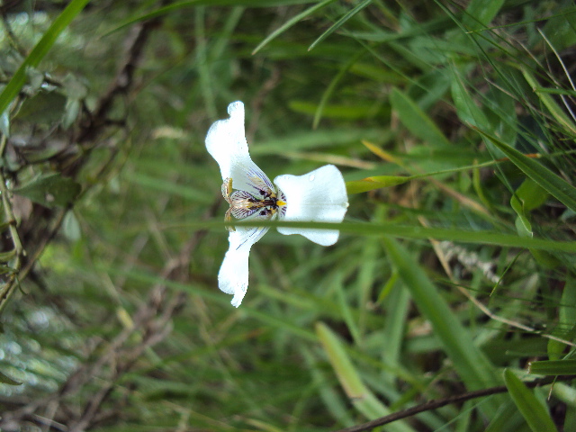 Herbertia zebrina