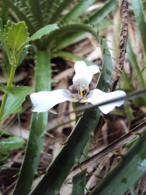 Herbertia zebrina