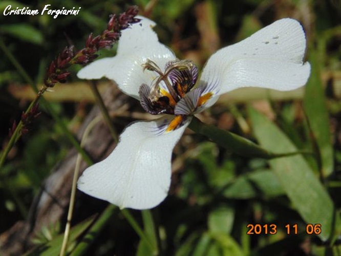 Herbertia zebrina
