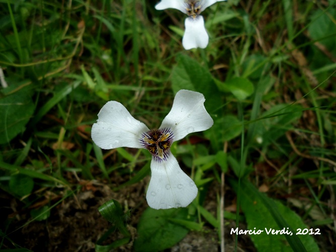 Herbertia zebrina