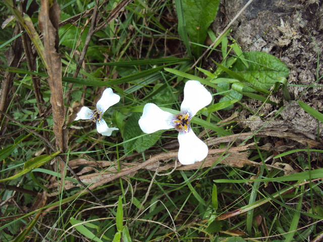 Herbertia zebrina