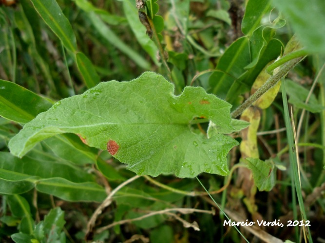 Convolvulus montevidensis 