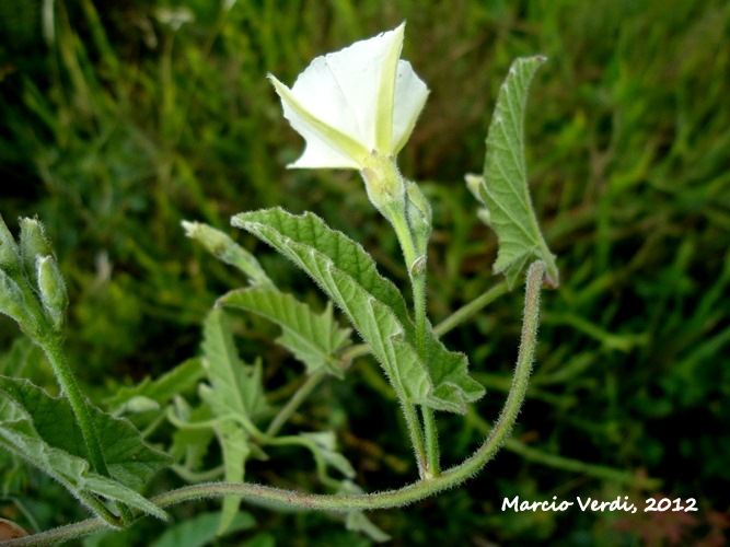 Convolvulus montevidensis 