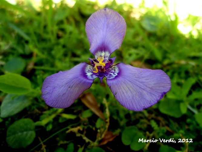 Herbertia aff. darwinii 