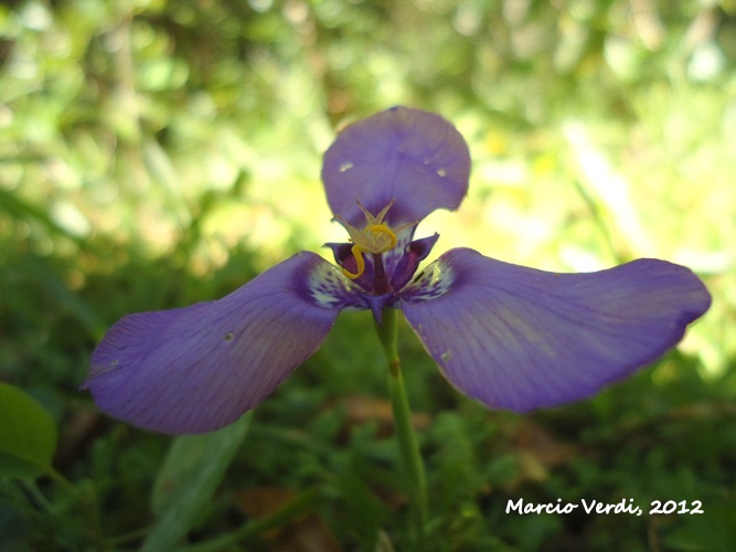 Herbertia aff. darwinii 