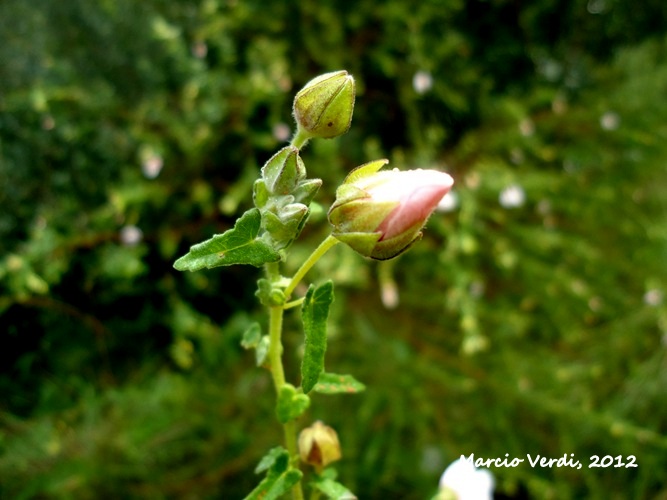 Pavonia dusenii