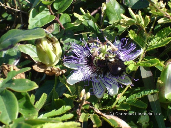 Passiflora actinia