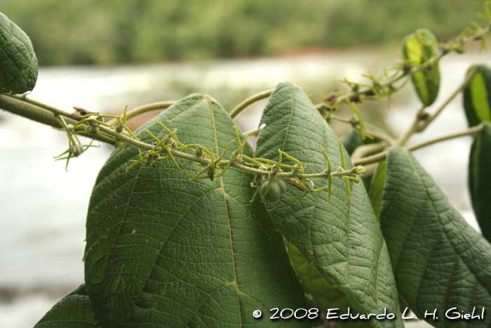 Alchornea glandulosa