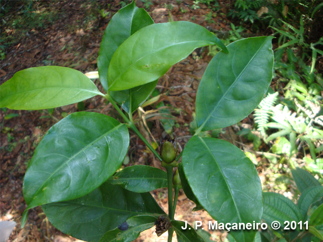 Psychotria hastisepala