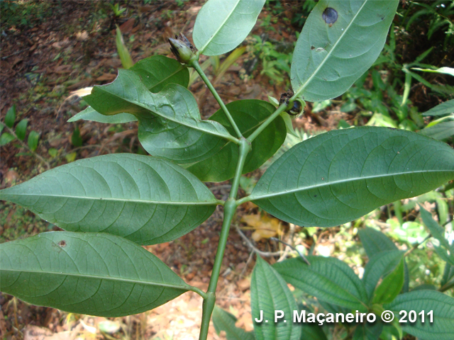 Psychotria hastisepala